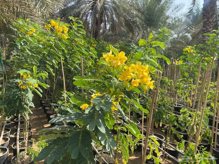 شتلات مشتل اشجار زينه 6