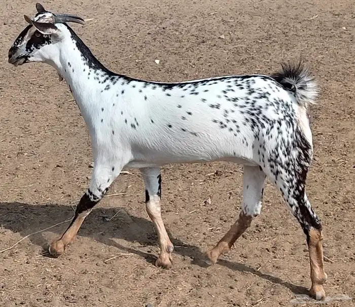 جفره بيشيه بابوريه فاخره 2