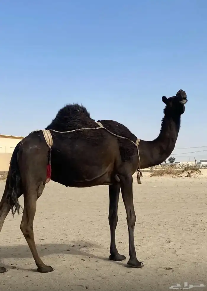 للبيع ناقة مجهم لقاح تسع شهور 0