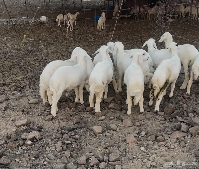 طليان ورخال 0