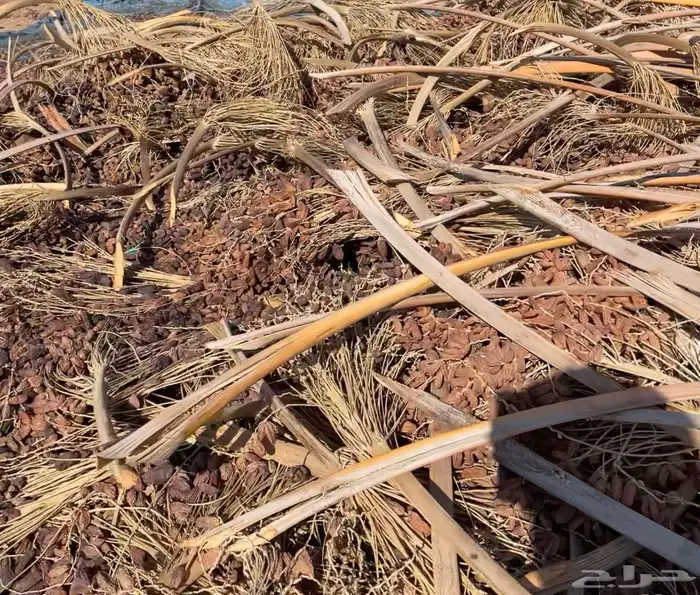 تم علف نضيف 0