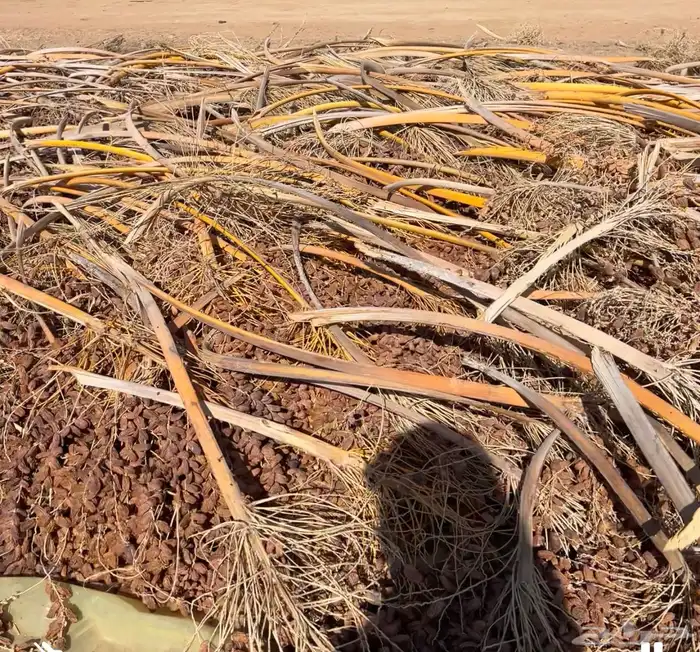 تم علف نضيف 1