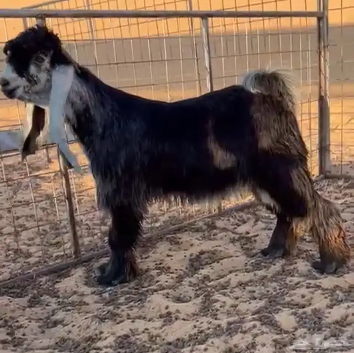 تيس جذع خصم له مقطع وهو يقرع مرفق صورت امه 0