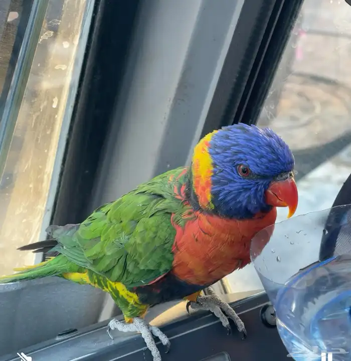 بغبغاء اللوري قوس قزح 2