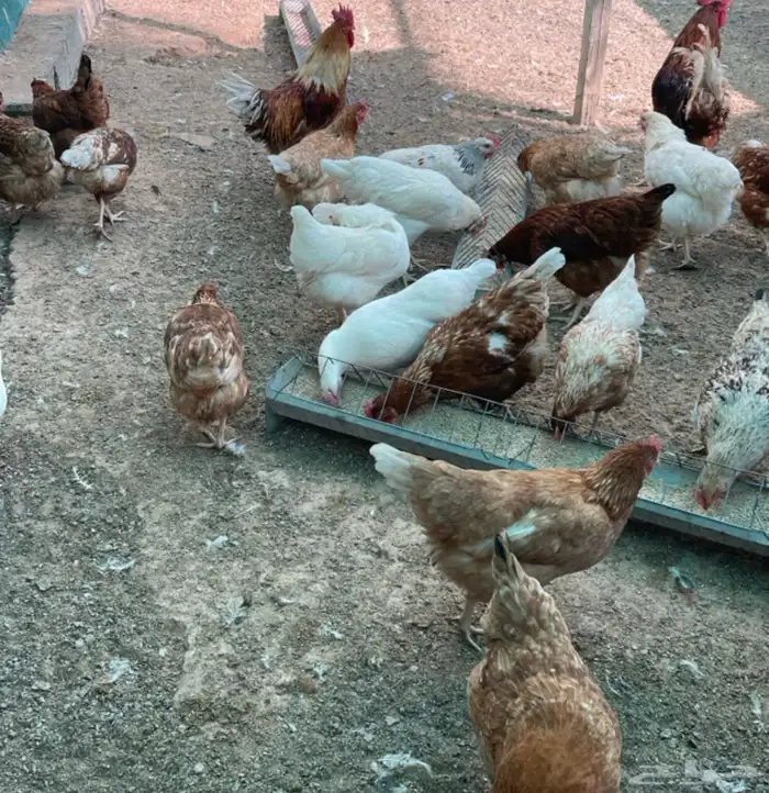 بيض دجاج لوهمان 2