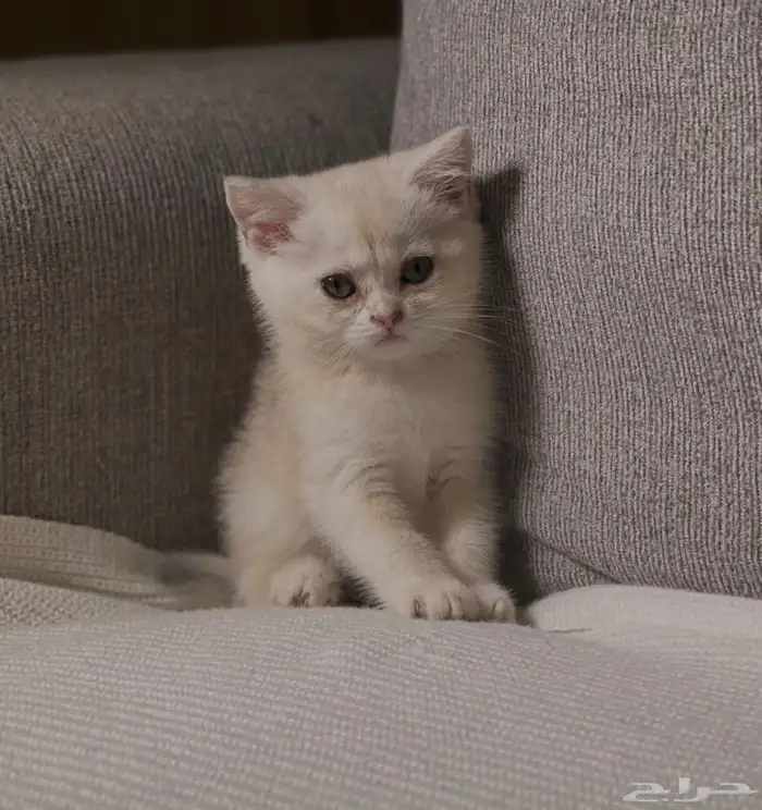 للبيع سكوتش 0