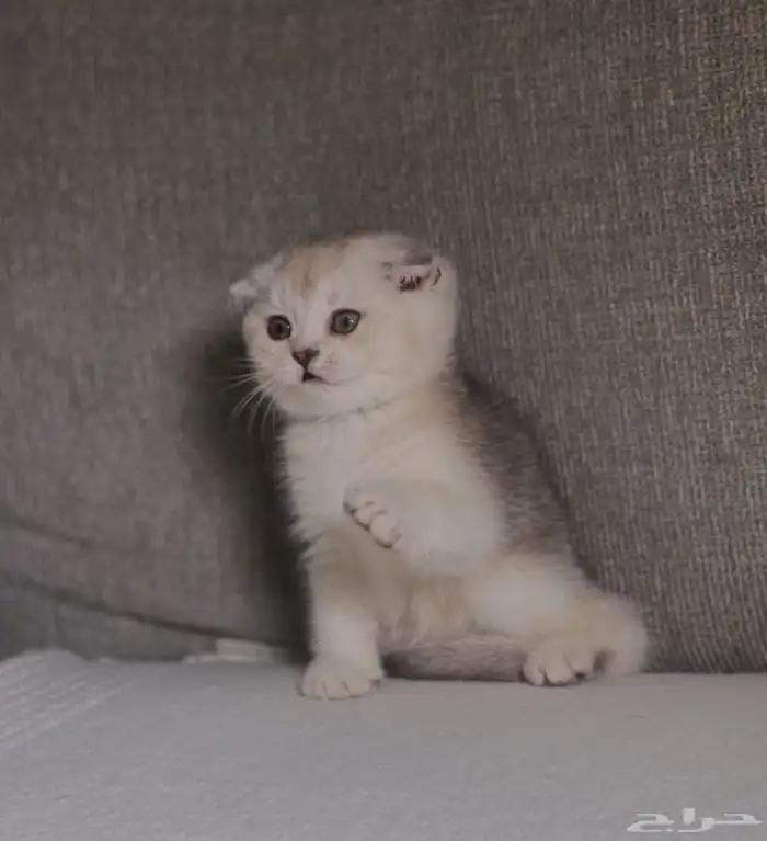 للبيع سكوتش 3