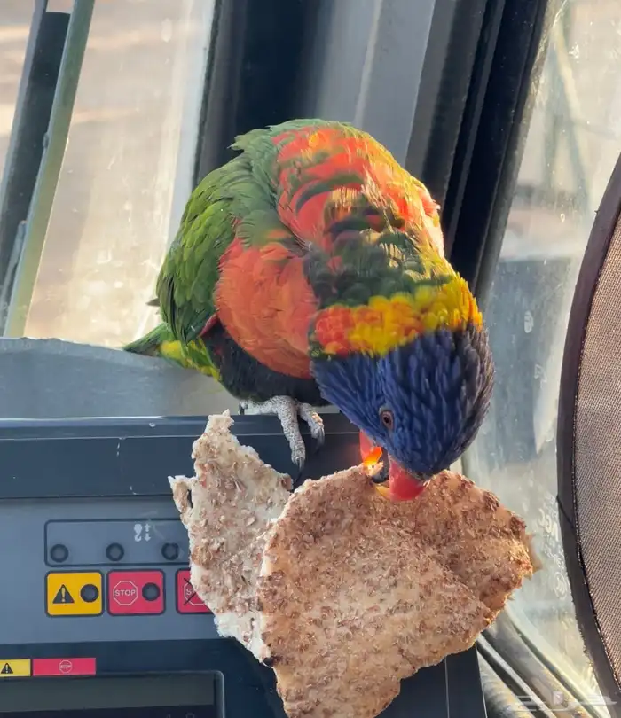 بغبغاء اللوري قوس قزح 1