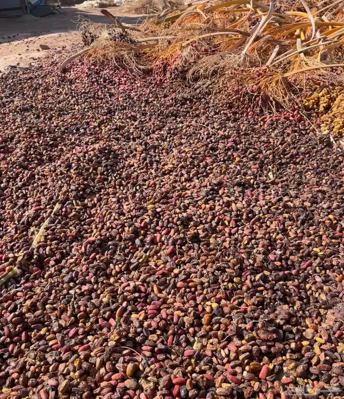 تم علف نضيف 2