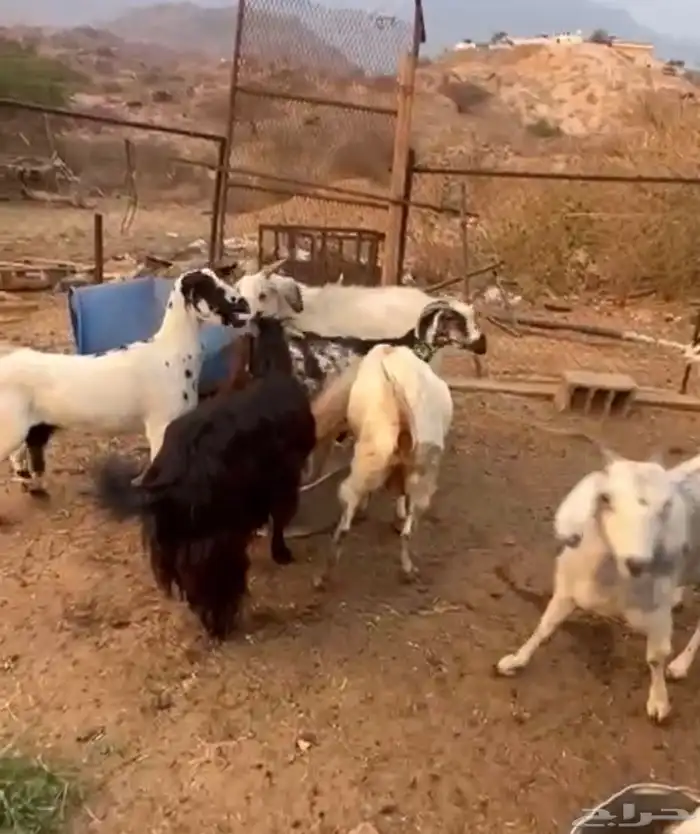 معزى مقاني 1