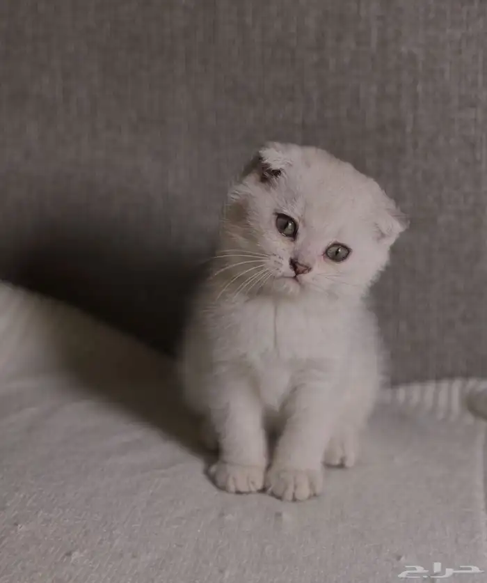 للبيع سكوتش 5