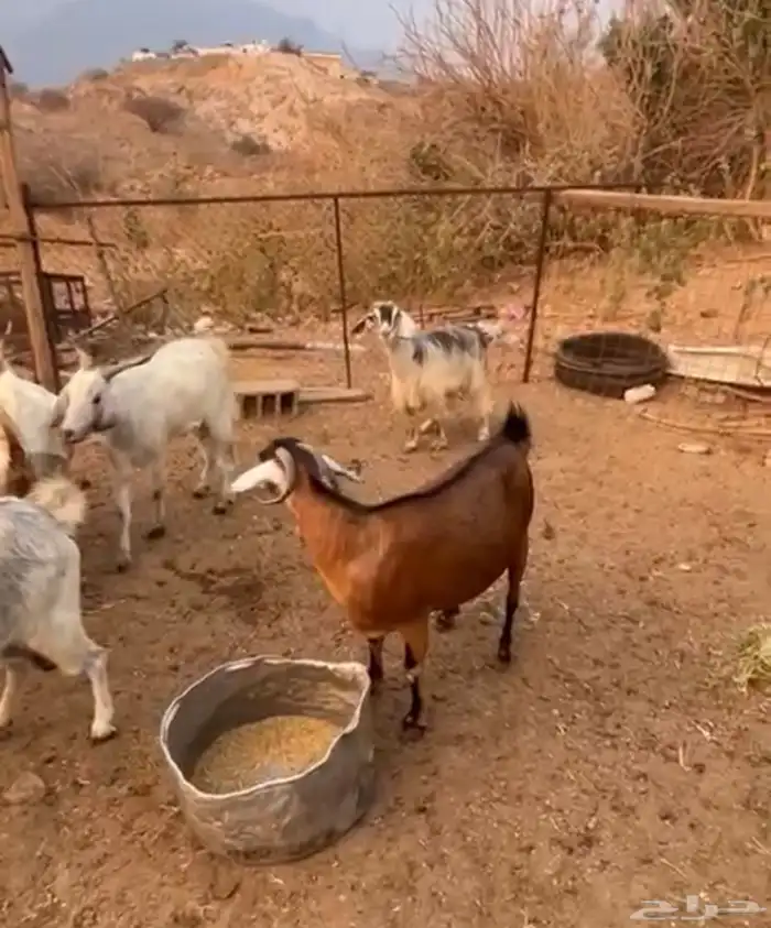 معزى مقاني 2