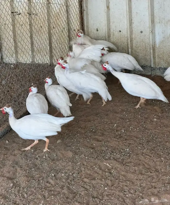 دجاج حبشي ابيض 0