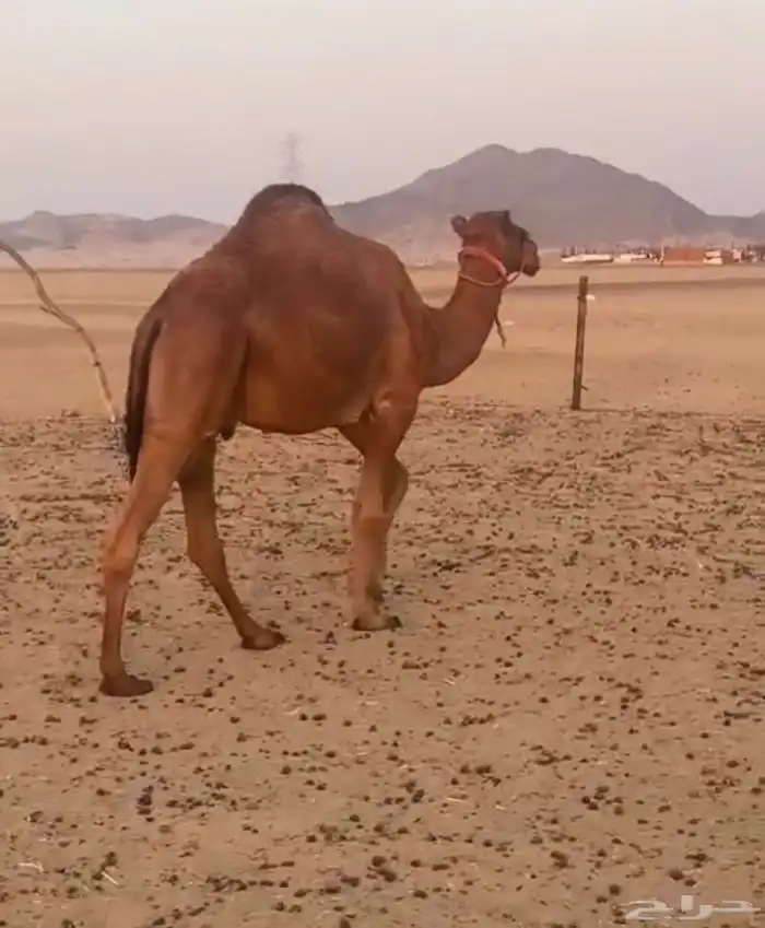 قعود ساحلي 0