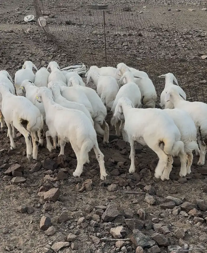 طليان ورخال 1