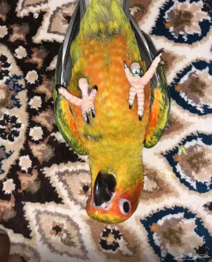 صن كنيور مفقود بحي طيبة 2