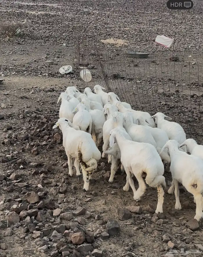 طليان ورخال 2