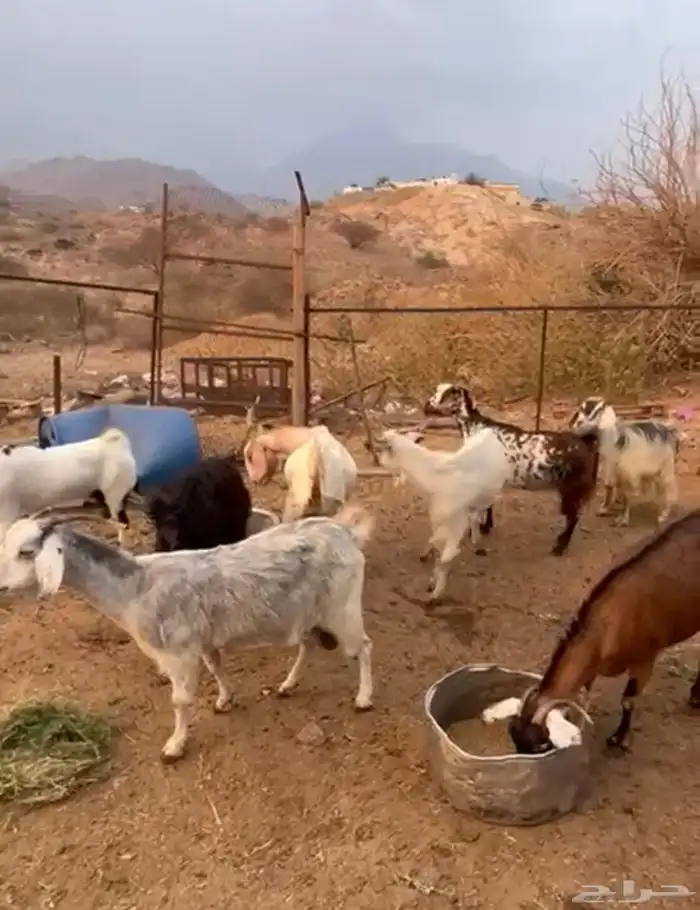 معزى مقاني 0