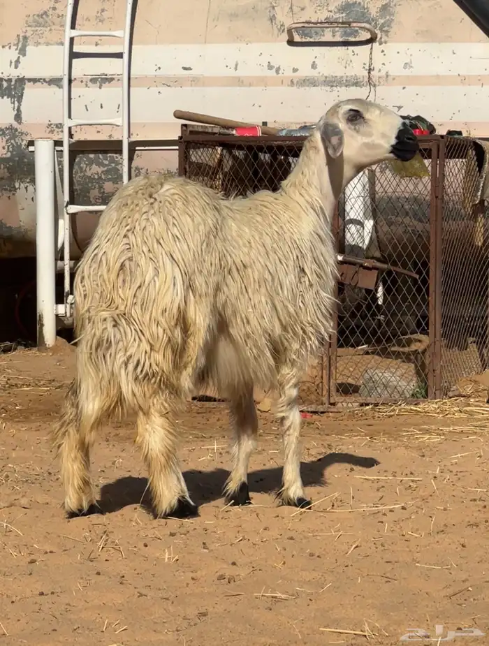 رخل مبشمه نادره وفاخره جدا 1