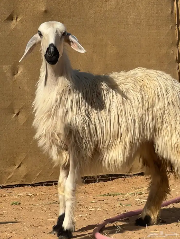 رخل مبشمه نادره وفاخره جدا 2