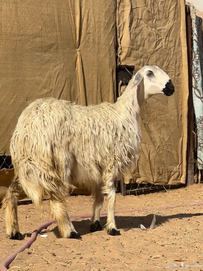 رخل مبشمه نادره وفاخره جدا 0