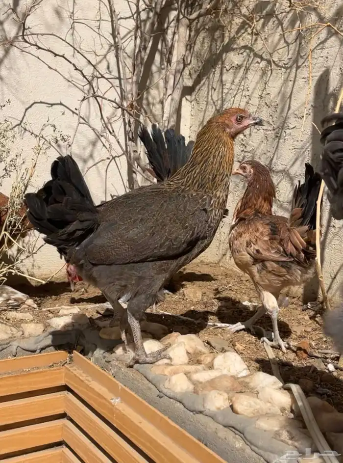 دجاج بلدي 15 ريال جمله 1