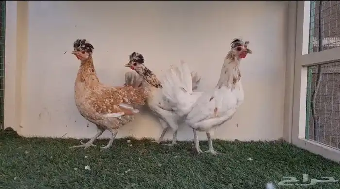 دجاج عربي ترثه 1