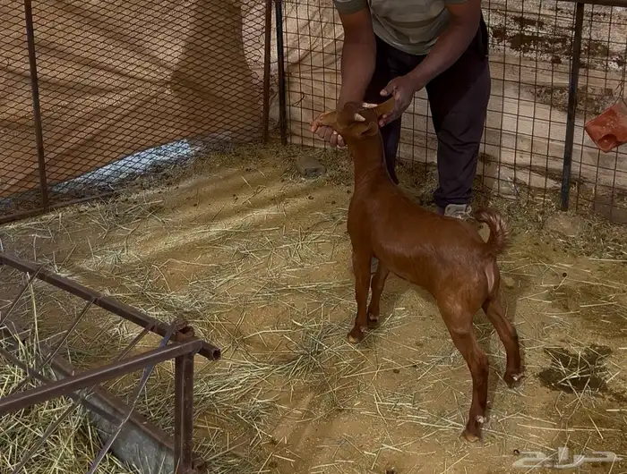 تيس لباني محايلي 2