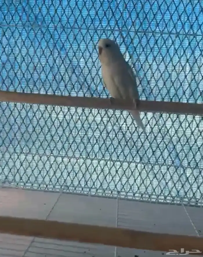 ازواج بادجي تحتها فروخ البينو ولاتينو عدد خمسه ازواج 1