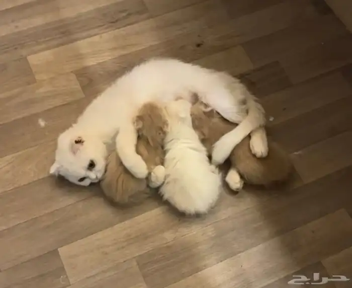 كتن سكوتش للبيع 2