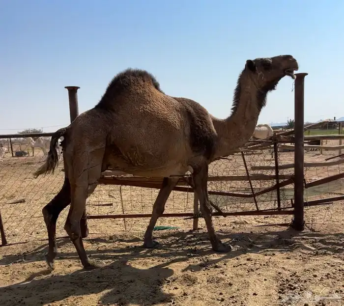 معشر وضروبه 7