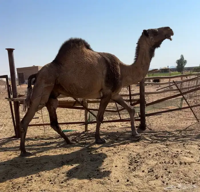 معشر وضروبه 5