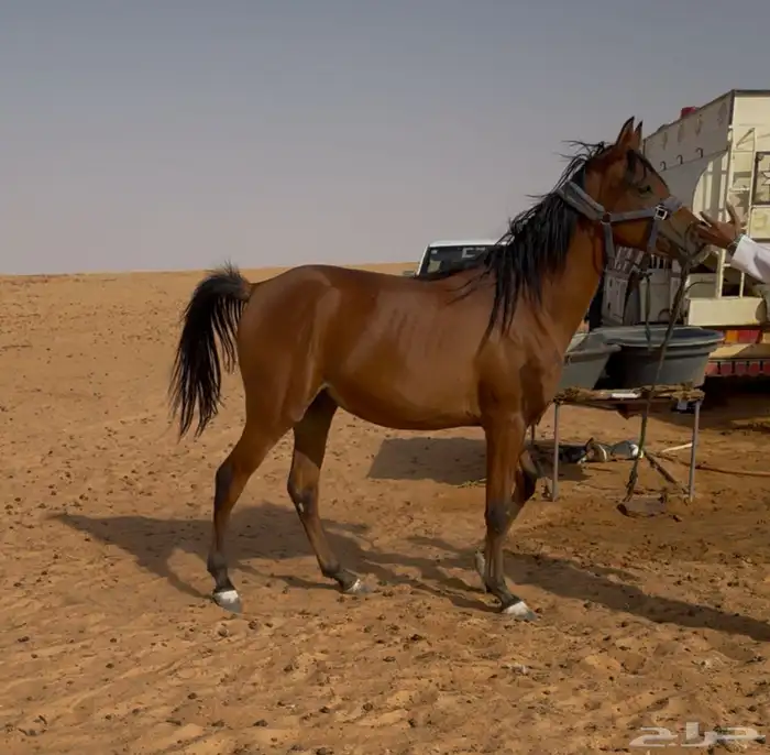 حصان عربي 0