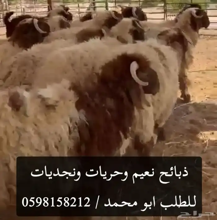 ابو محمد عندنا نعيم ونجدي وحري حلالنا بلدي فقط موقعنالدمام 0