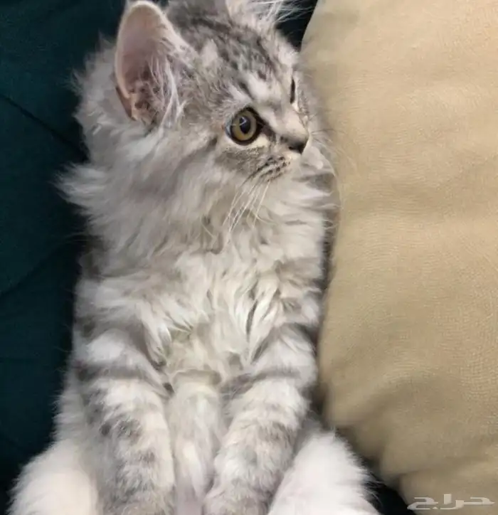 فندقه قطط الطائف 6