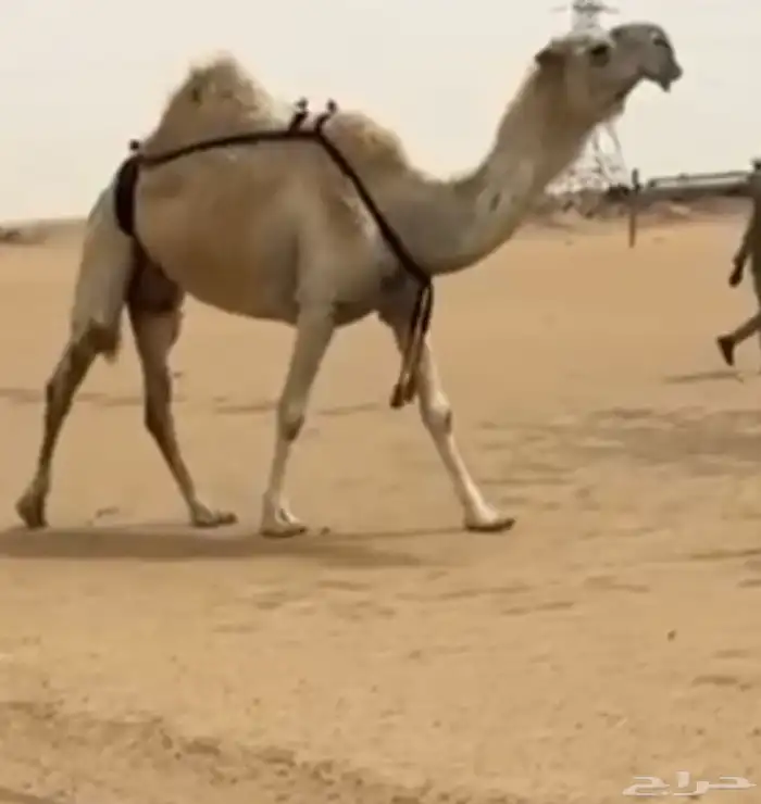 ضروبه طفاح كفو منتج 0