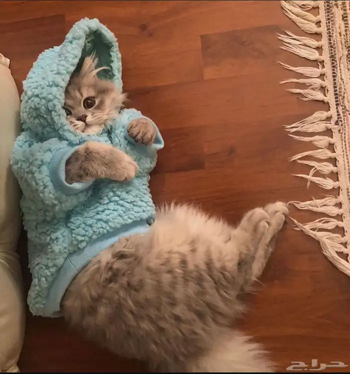 فندقه قطط الطائف 7