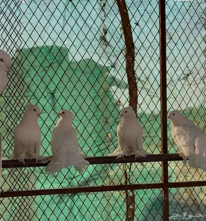 للبيع حمام رقاص هندي 2