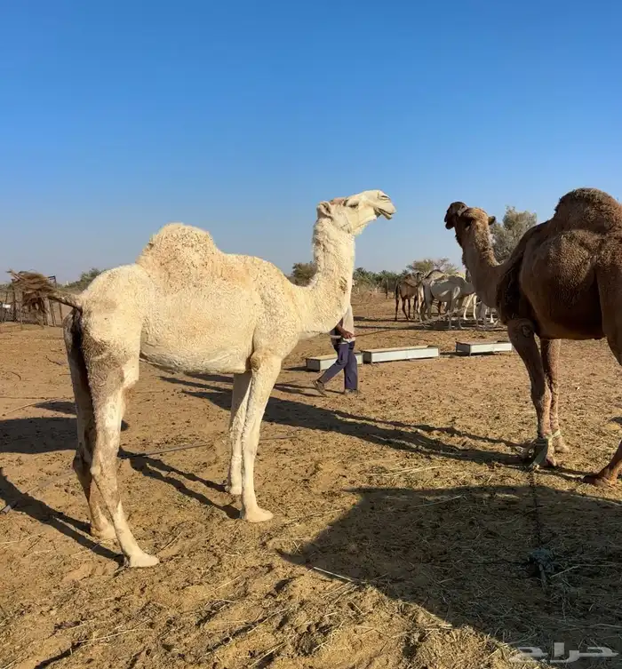 معشر وضروبه 4