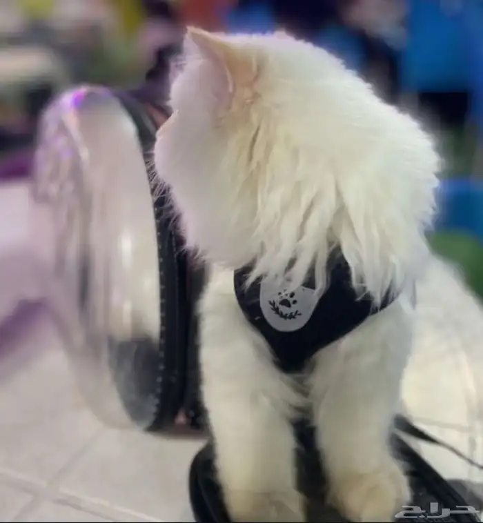 فندقه قطط الطائف 8