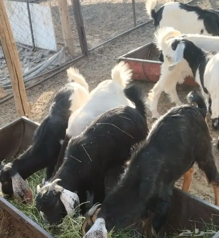 جفار وتيوس للبيع 0