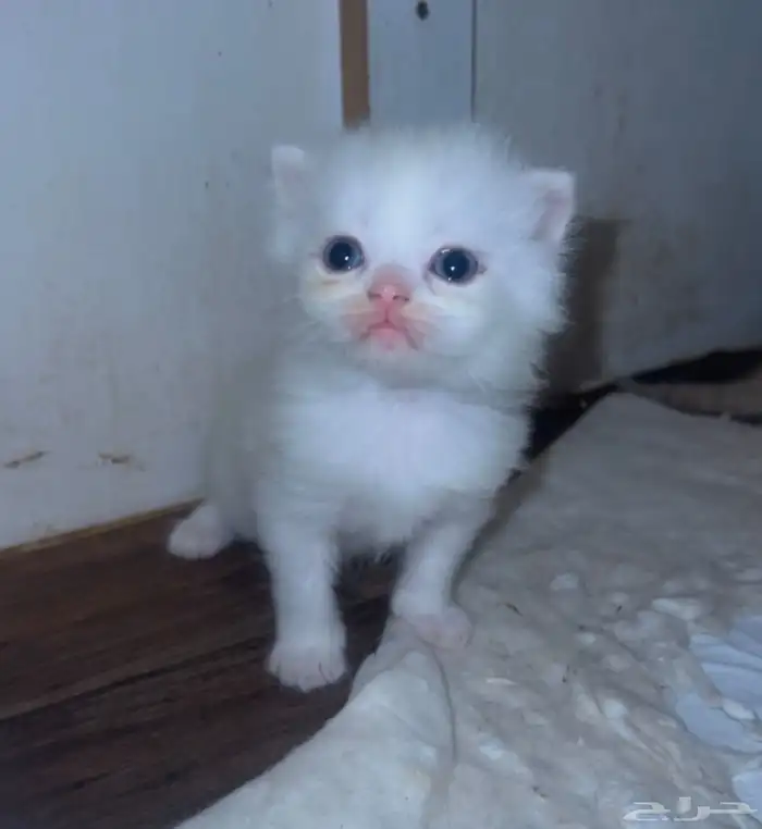 كتن سكوتش للبيع 3