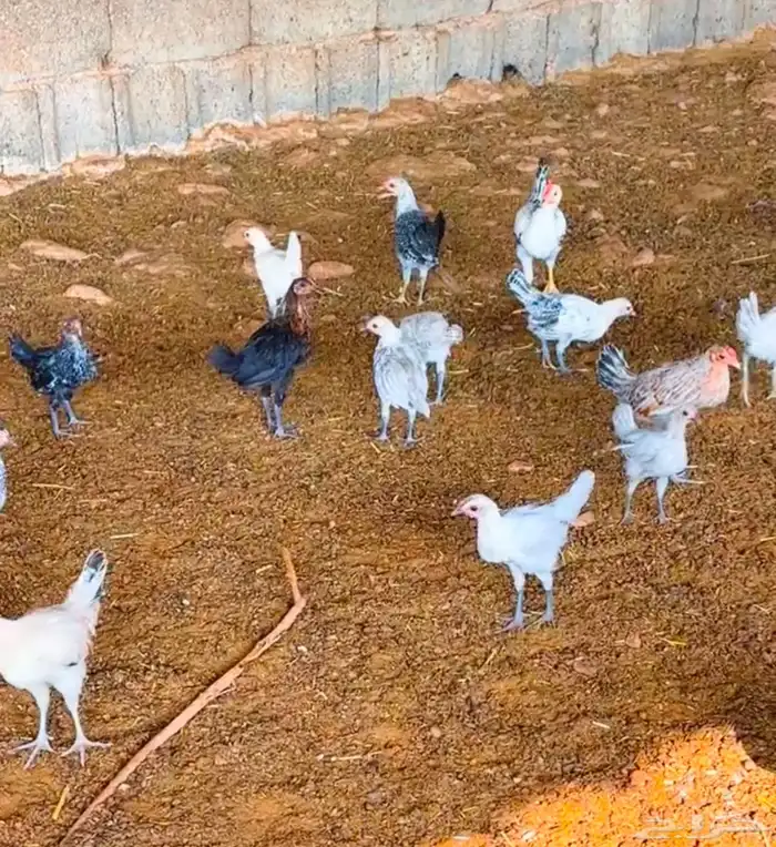 صوص فيومي المنيوم وشبابي وبلدي 0