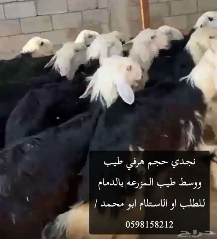 ابو محمد عندنا نعيم ونجدي وحري حلالنا بلدي فقط موقعنالدمام 1