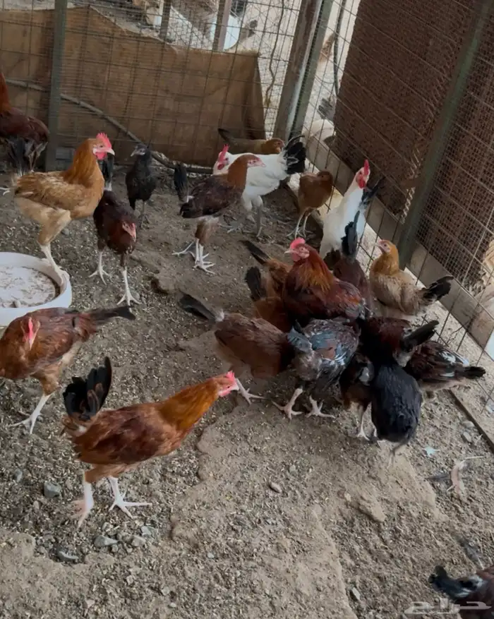 دجاج فرنسي وبلدي للبيع 3