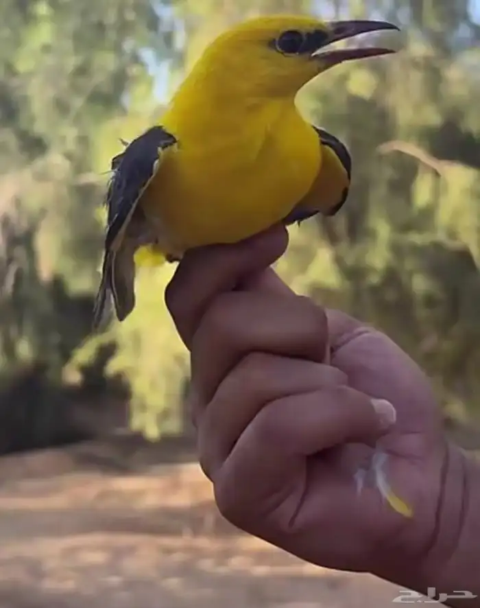 صفاري ذكر سليم الرياض 0