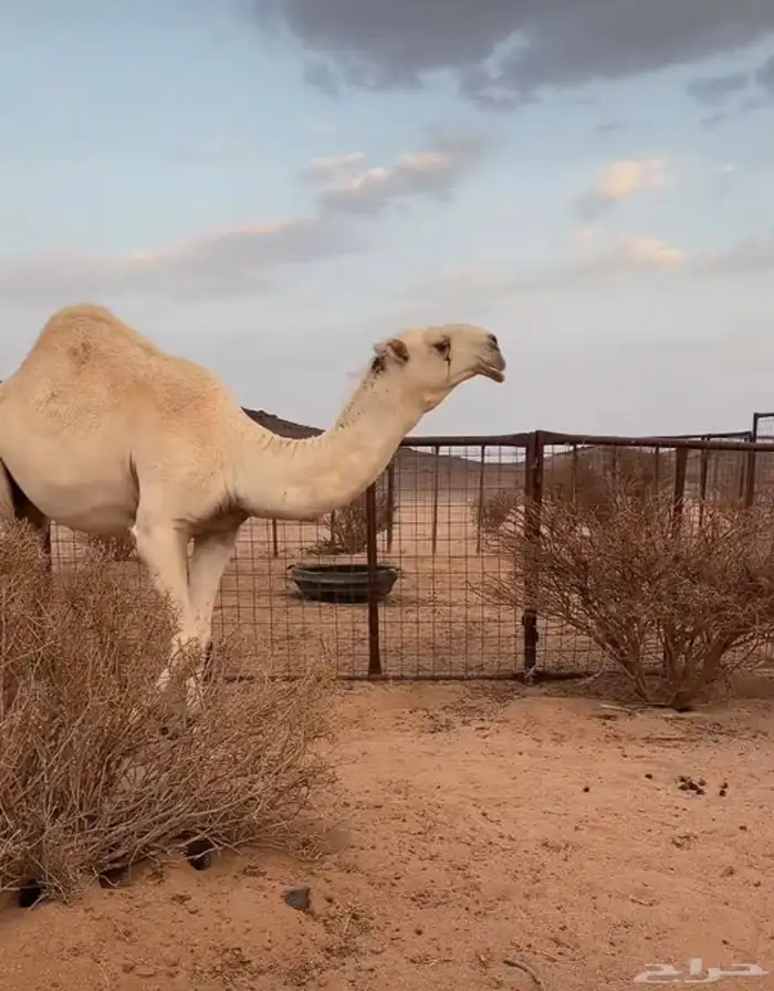 قعود رماني حق 0