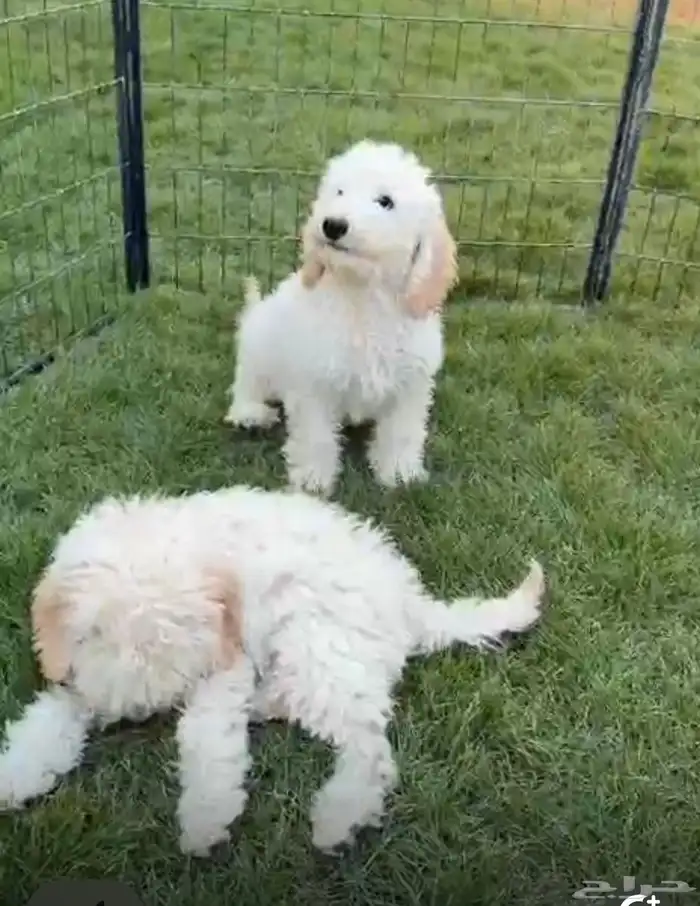 جراوي بودل ستاندر 3