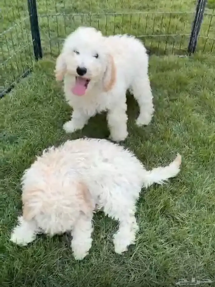 جراوي بودل ستاندر 4