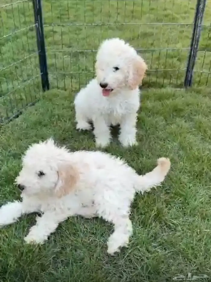 جراوي بودل ستاندر 0